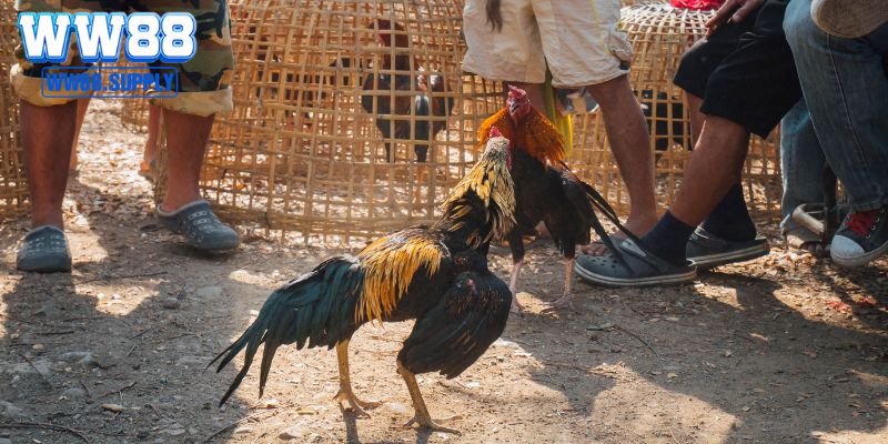 Những điểm cần quan tâm khi tìm hiểu gà chọi